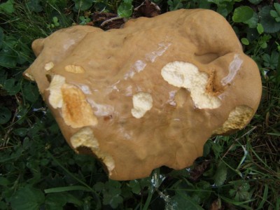 DSCF2739 (Large).JPG