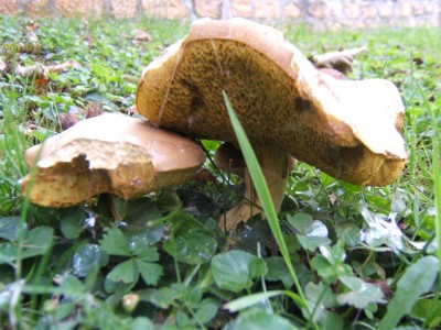 DSCF2740 (Large).JPG (128.08 Kio) Consulté 1939 fois les escargos ont commencés à les manger