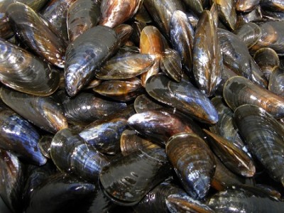 moules.jpg